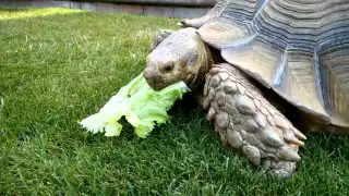 Desert Tortoise Eating Lettuce