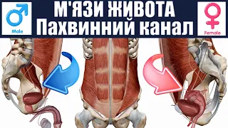 М'язи живота | Пахвинний канал