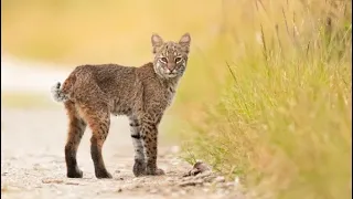 Species: Bobcat – (Lynx rufus) – Status: Native