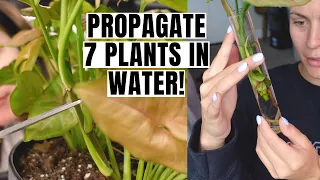 Water Propagation From Start to Finish! | Propagate 7 Plant Varieties in Water!