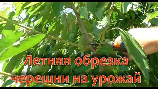 Летняя обрезка черешни на повышение урожая