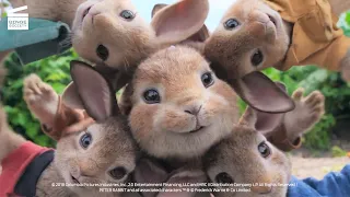 Peter Rabbit: Electric fence HD CLIP