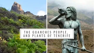 The Guanches People and Native Plants of Tenerife (Canary Islands History, Medicinal plants)