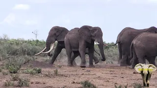 Great Elephant Tusker N’watindlopfu Has Died