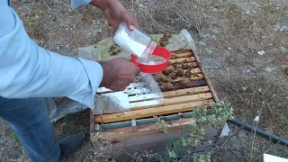 KAHROLSUN VARROA (Pudra Şekeri İle Nasıl Mücadele Yapılır?) ARICILIK