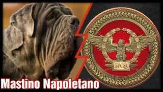 Mastino Napoletano - Legio Aeterna Victrix