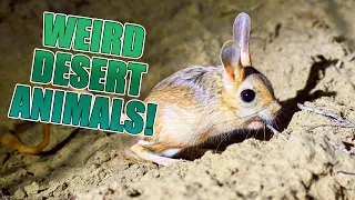 The Most Unique Animals of the Desert