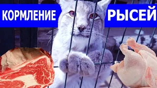 ЭКСТРЕМАЛЬНОЕ КОРМЛЕНИЕ РЫСЕЙ (18+)