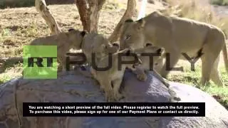 USA: Four GORGEOUS lion cubs united with Lion King in ROARING success
