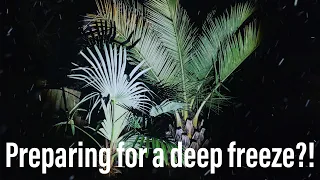 How to keep Exotic Plants alive through UK Winter Freezes in our Tropical Jungle Garden