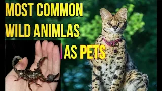 These Are 10 Most Common Wild Animals As Pets | wild animals as pets| pets & animals point: