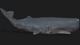 Sperm Whale - UNREAL ENGINE