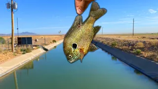 I Dropped A LIVE BLUEGILL In The Middle Of The DESERT