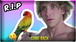 R.I.P Maverick-Logan Paul’s Parrot And The Most Famous Animal In The World.