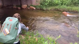 Dry Fly Fishing: Rocky Mountain National Park on Fall River, Colorado August, 2019