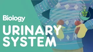 The Urinary System - An Introduction | Physiology | Biology | FuseSchool