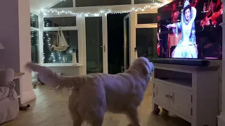 Opera Dog - Singing Dog - Queen of the Night - funny dog