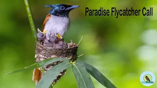 Paradise Flycatcher Call ( Male & Female  voice)। USP BIRDS । Wildlife Photography । Ujjal Sarkar
