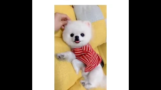 The Best Way To Relieve Stress By Watching Cute Animals | Catto Doggo