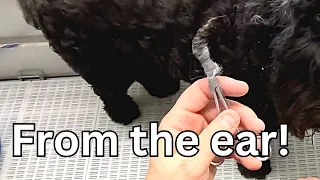 How To Groom A Bouvier