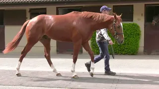 2024 Breeze Up - Lot 207 c. N (FRANKEL x SWISS DREAM)