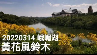 20220314 新竹峨嵋湖黃花風鈴木(金湖灣民宿)