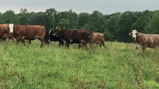 Young 1/2 and 3/4 brahman influence bred to angus bulls