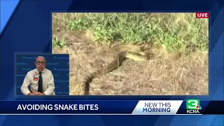 How to avoid rattlesnake bites, what to do if attacked