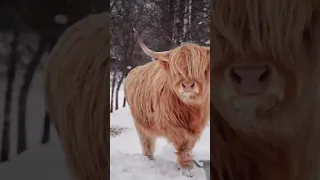 Хайленд — шотландская порода коров