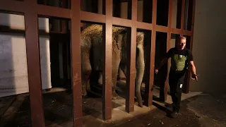 Two Female Asian Elephants Welcomed to Smithsonian’s National Zoo and Conservation Biology Institute