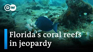 Florida reefs at risk from rising temperatures | DW News