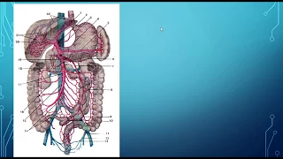 ВОРОТНАЯ ВЕНА. ПОРТО-КАВАЛЬНЫЕ АНАСТОМОЗЫ