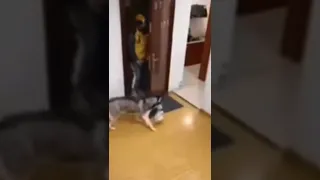 Dog gets food from delivery guy and closed the door