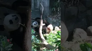 Kungfu Pandas!