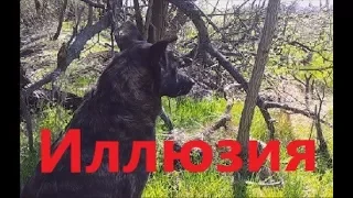 Фантомы самообеспечения.