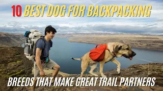 10 Best Dogs for Backpacking - Best Dog for Hiking and Camping