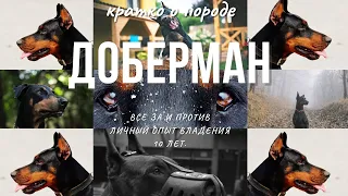 ДОБЕРМАН. СТОИТ ЛИ ЗАВОДИТЬ СОБАКУ ПОРОДЫ ДОБЕРМАН.