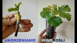 Winorośl - ukorzenianie  "w krainie czarów"