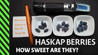 Honeyberry Haskap