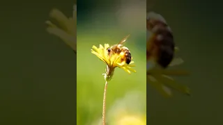 A Bee's Dilemma 🐝