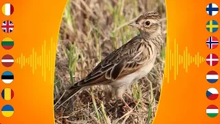 Bird Sounds: Eurasian Skylark