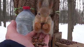 Зарисовка с двумя белками / A sketch with two squirrels