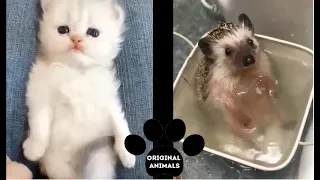 Original Animals #10. CUTE AND FUNNY ANIMALS VIDEO/ МИЛЫЕ И СМЕШНЫЕ ЖИВОТНЫЕ.