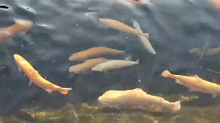 Форелевое хозяйство. Trout farming Sochi / Adler