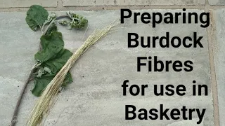 Preparing Burdock for use in Basketry