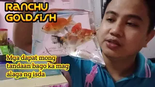 Paano mag alaga ng Goldfish