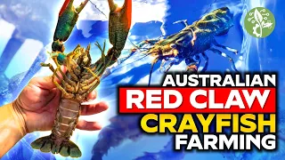 Exploring the Surprising World of Australian Red Claw Crayfish Cultivation