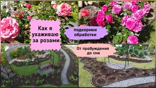 Как я ухаживаю за розами.Подкормки, обработки с весны до осени.(Ленинградская область)