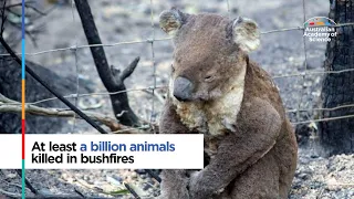 At least a billion animals killed in bushfires