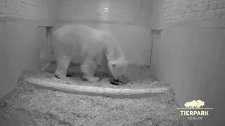Un ourson polaire est né dans un zoo de Berlin